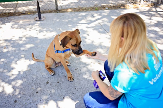 dog shaking with volunteer