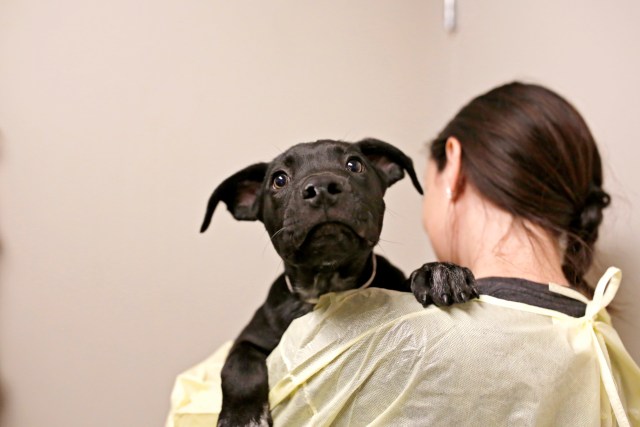 person wearing PPE and holding a puppy 