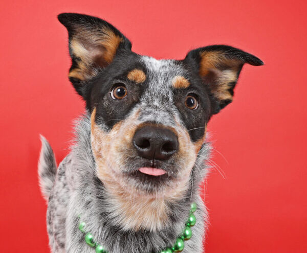 blue heeler on a red background with a green pearl necklace