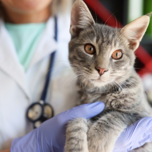 Humane Society of Utah to Distribute 100 Cat Spay/Neuter Vouchers on World Spay Day