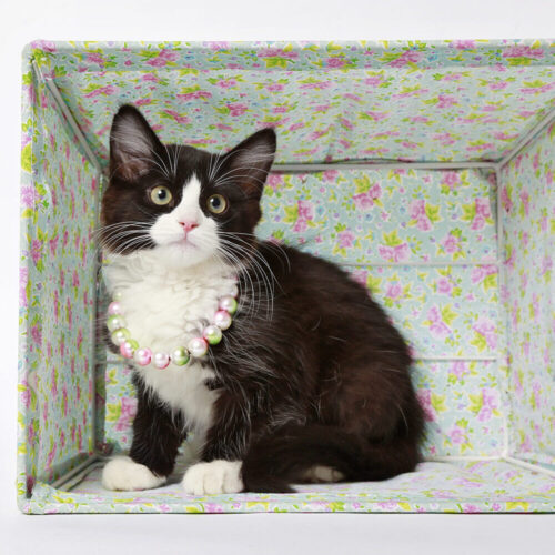 tuxedo kitten wearing pearls in a floral box