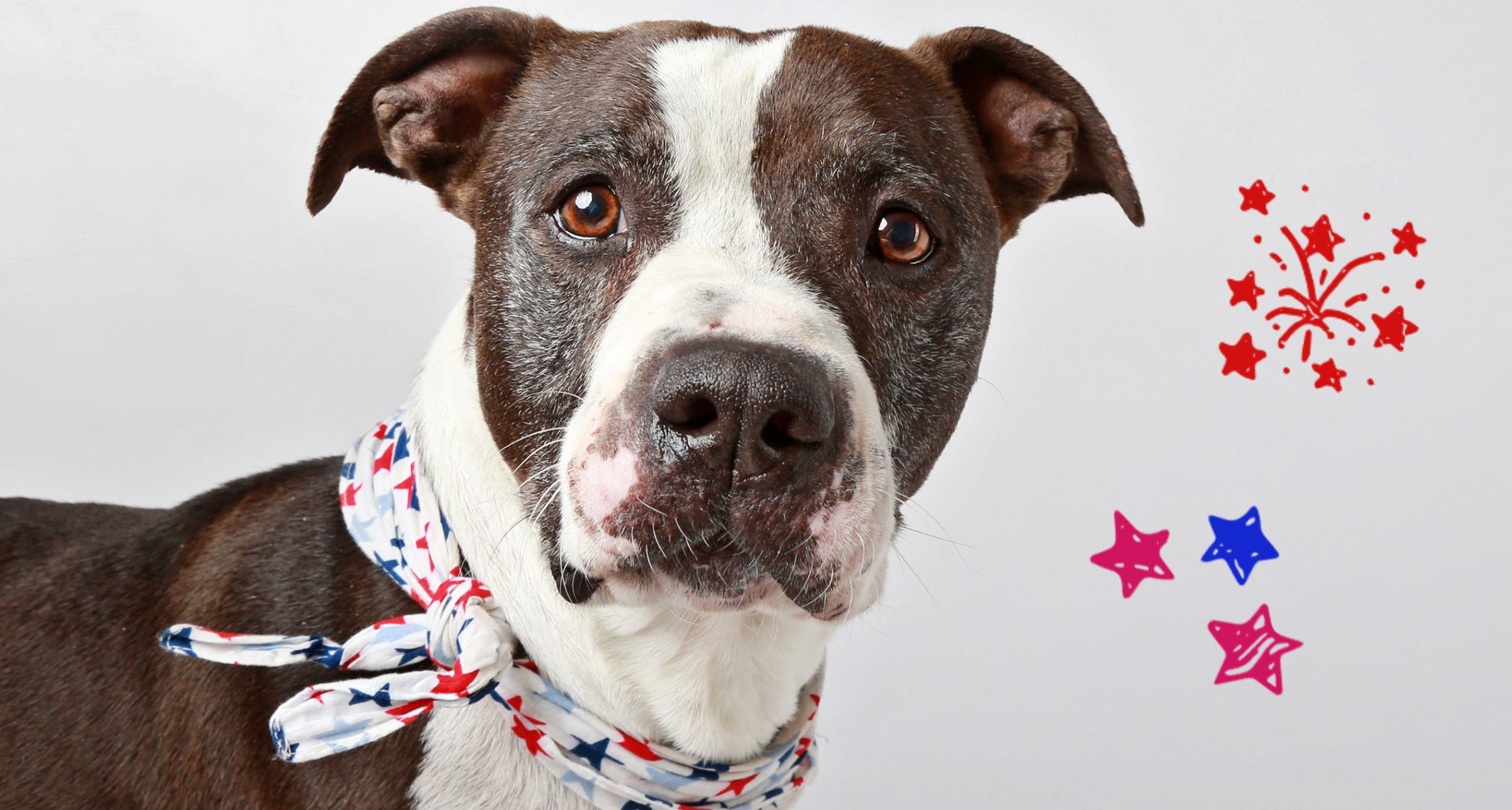 Fireworks Safety: Protect Your Pet This Summer!