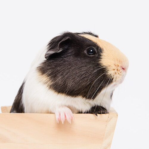 guinea pig