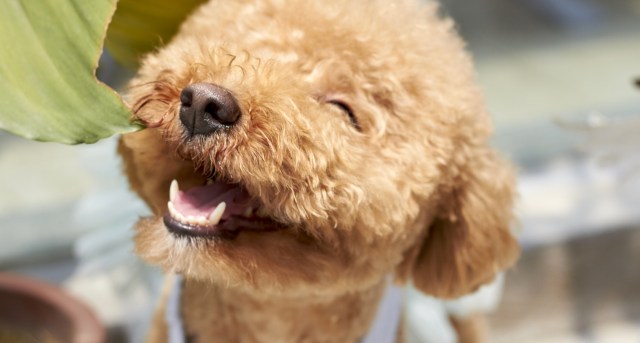 Red doodle dog looks up at camera with open smiling mouth.