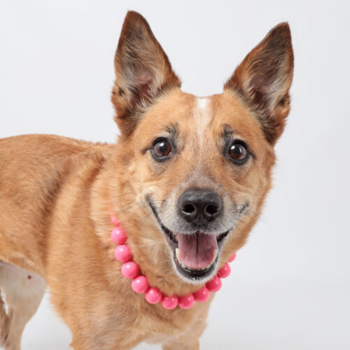 happy red heeler in pink pearls