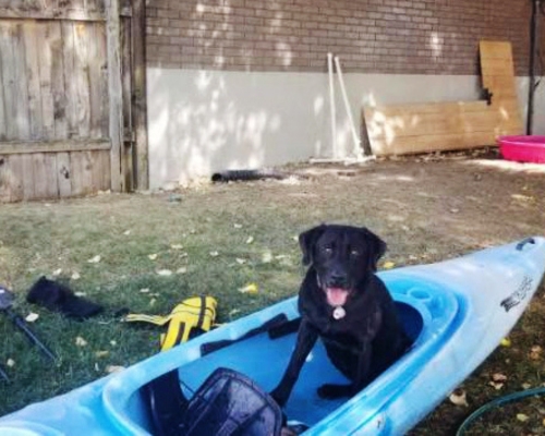 Black lab practices sitting in kayak on dry land. 