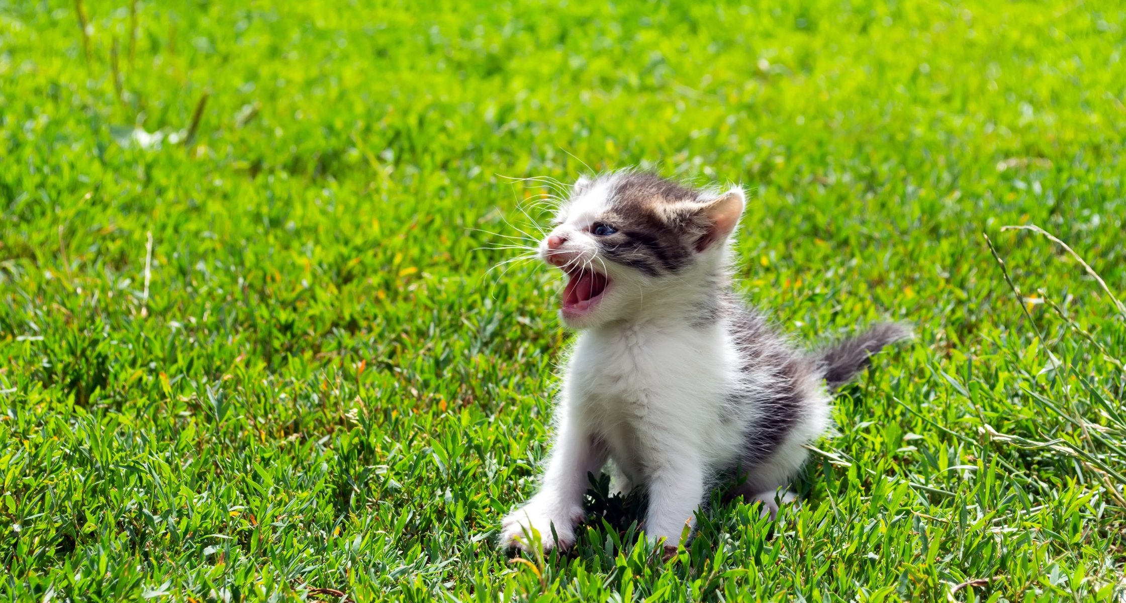 You found stray kittens? Now what?