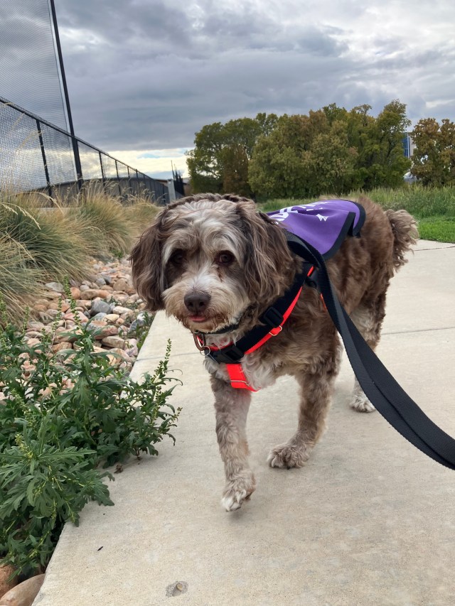 Doodle Bug at the Park
