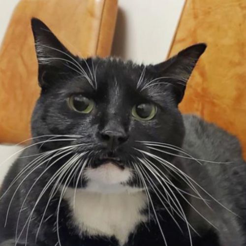 Shelter cat Mitts sits on  a chair in her new home. 