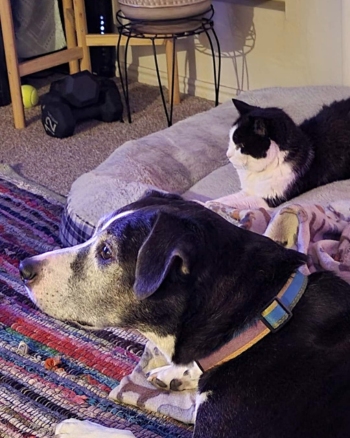 Senior Cat Mr Patches sits on a dog bed next his his dog brother Mike.