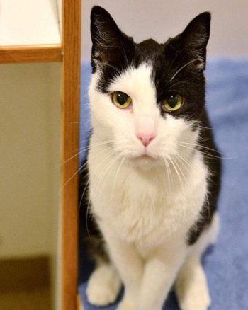 Senior cat Mr Patches sits in a room in Kitty City at the Humane Society of Utah.