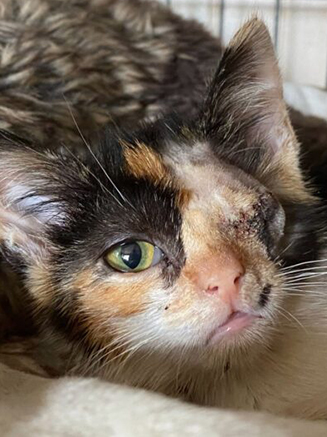 Pebbles, The Itty Bitty Kitten That Could