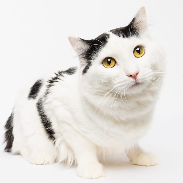 white cat with black spots and yellow eyes