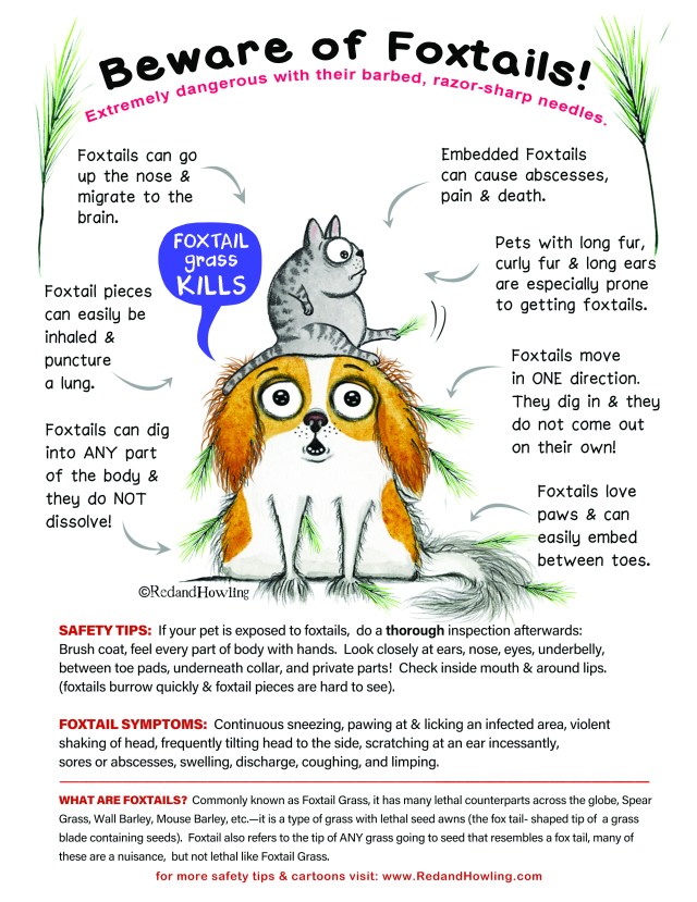 Beware of Foxtails safety tips infographics by Red and Howling.