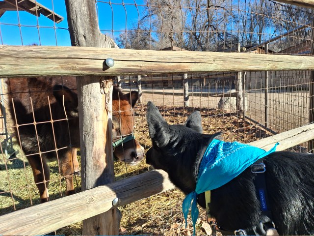 Shelter dog Remi wearing a blue bandana greets a cow nose to nose through a fence during a Doggy Day Out outing with the Humane Society of Utah.
