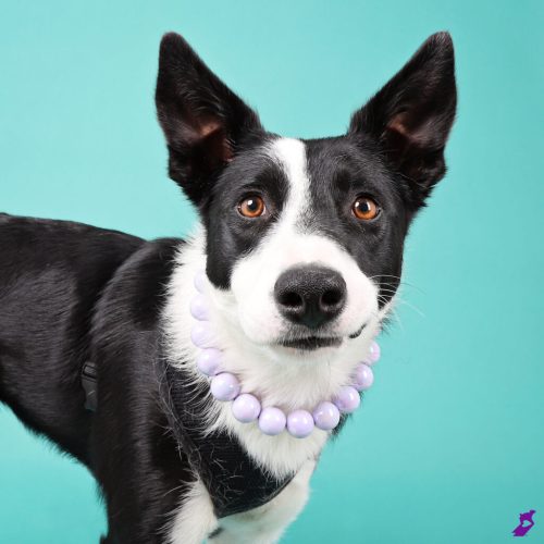 border collie smiling