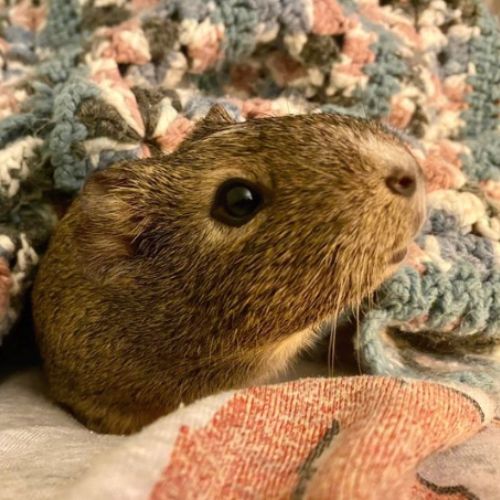 Guinea Sage cuddles under blanket in adopted home. 