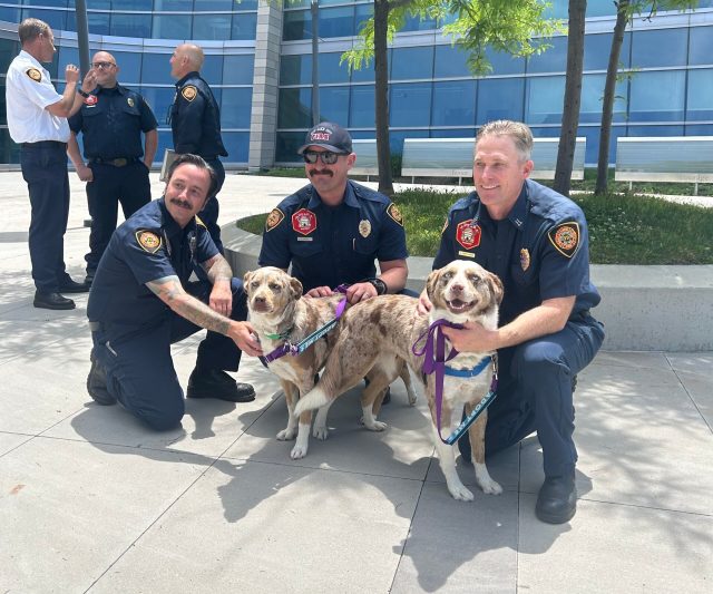 dogs and firemen