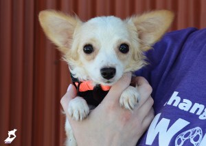 animal hoarding in utah