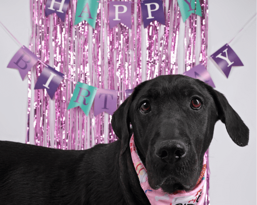 Black dog standing in front of birthday decorations