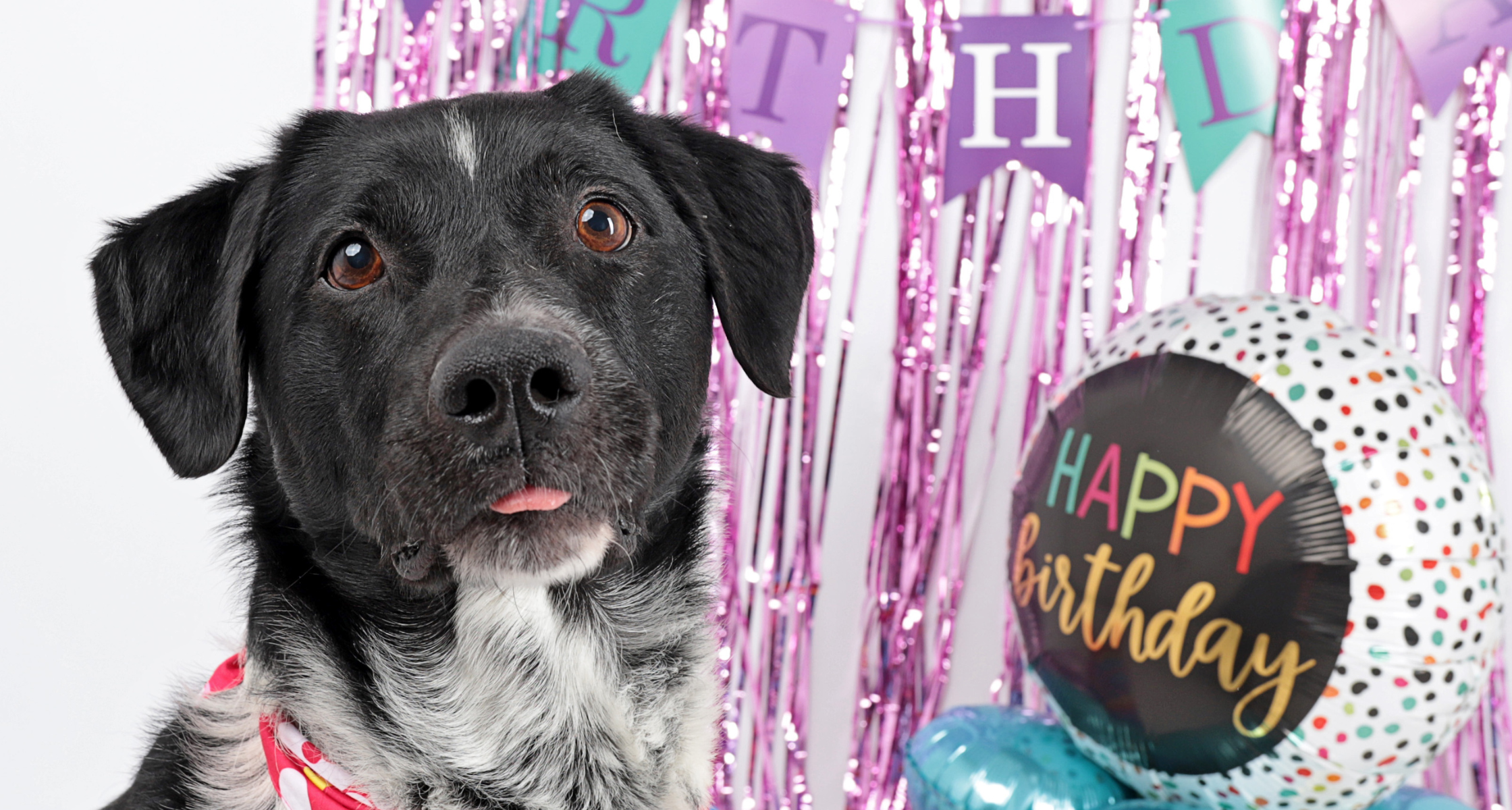 Celebrating 65 Years at the Humane Society of Utah!