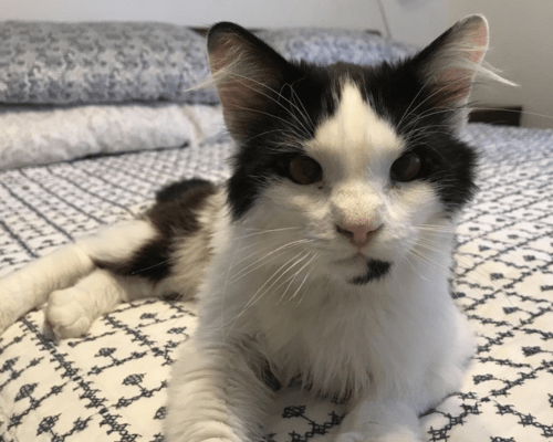 Kito, an adoptable senior pet at the Humane Society of Utah, lies on a bed and looks into the camera.