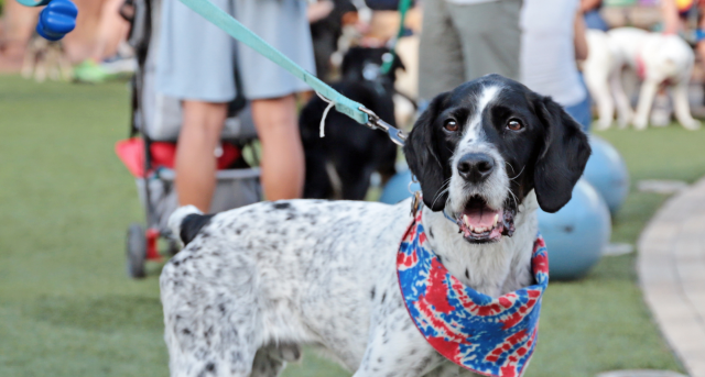 Black and white pointer dog