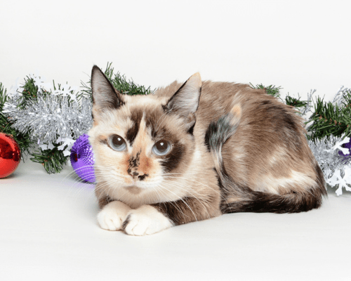 Lula, a dilute calico cat, poses in front of some holiday baubles and tinsel.