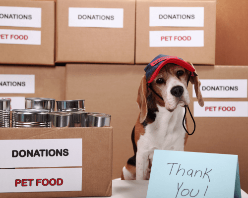 Dog with a hat sitting in front of donation boxes