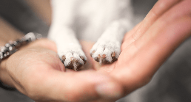 Hand holding small dog paws