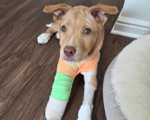 Foster puppy Topaz wears a cast on his front leg due to a broken leg. A day in the life of a foster pawrent at HSU may include caring for injuries, like Topaz's.
