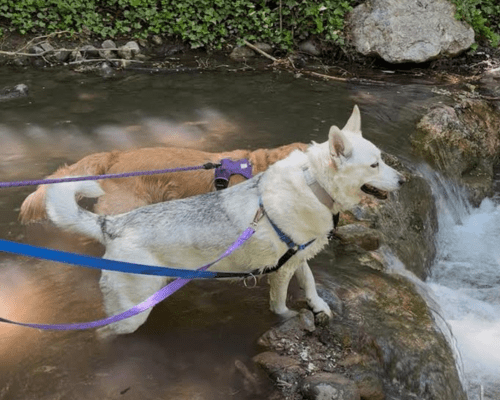Foster dog Aspen enjoys an outing in the mountains with her foster brother. 