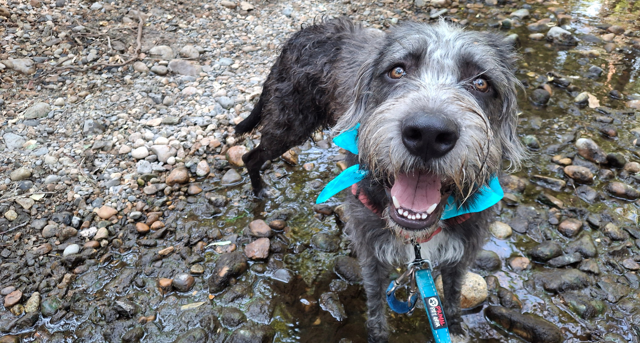 Doggy Day Out Program: Giving Shelter Dogs a Break While Helping Them Find Homes