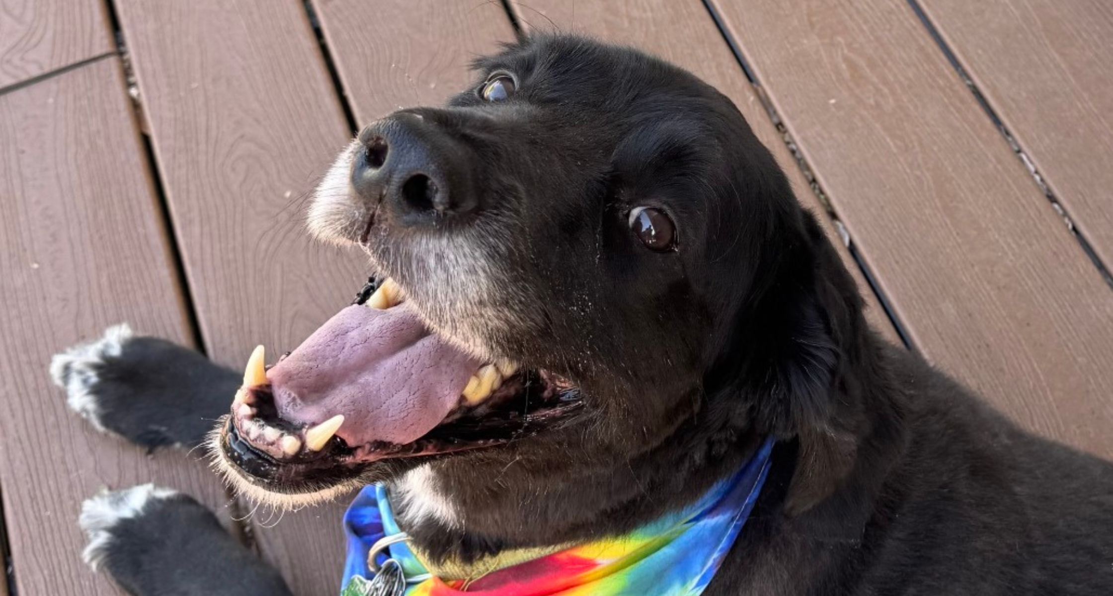 Temporary Family, Permanent Difference: Foster a Pet Today!