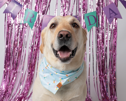 Ruger, a yellow lab and big dog in need of a foster home, poses in front of a backdrop of purple tinsel.