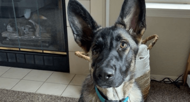 A German Shepherd puppy named Goober looks into the camera, showcasing his resilience.