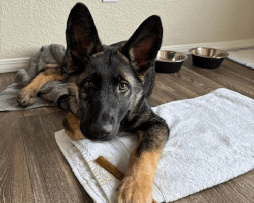 A German Shepherd puppy named goober lounges on the floor with a bully stick.