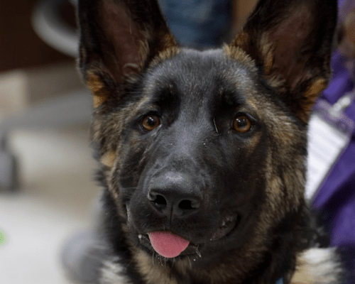 A German Shepherd puppy named Goober's resilience led to him finding a home!