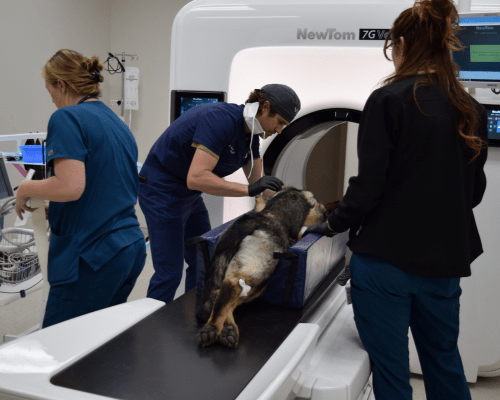 A German Shepherd puppy named Goober undergoes a CT scan at Mountain West Veterinary Specialists.
