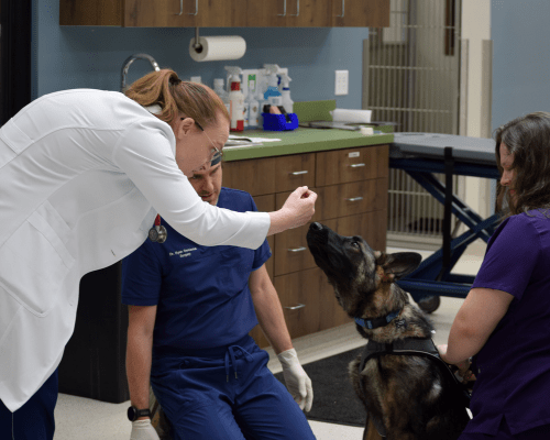 A German Shepherd puppy named Goober shows his resilience at his vet appointment with Mountain West Veterinary Specialists.