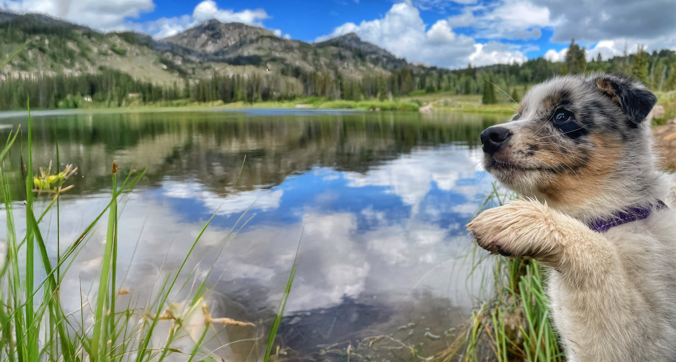 How to Keep Your Dog Safe from Harmful Algae Blooms in Utah Waters