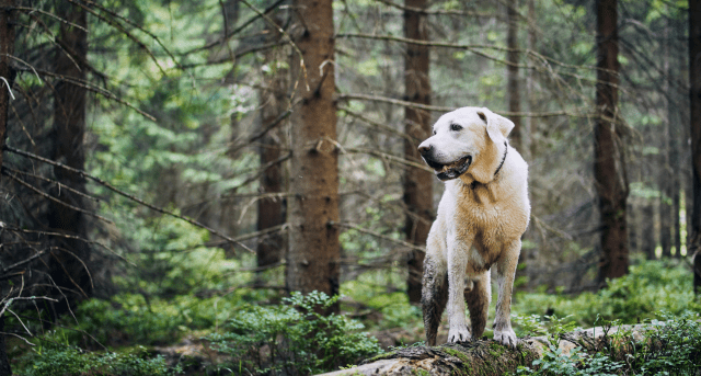 A dog stands on a log outside. Heartworm is most often contracted from infected mosquitos in the great outdoors.