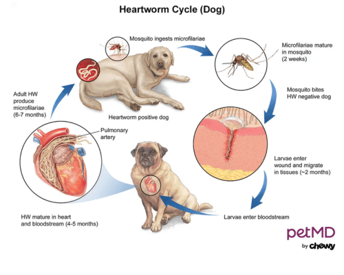 An infographic showcases the heartworm cycle in a dog.