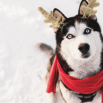 Husky wearing reindeer antlers and red scarf sits in snow looking up.
