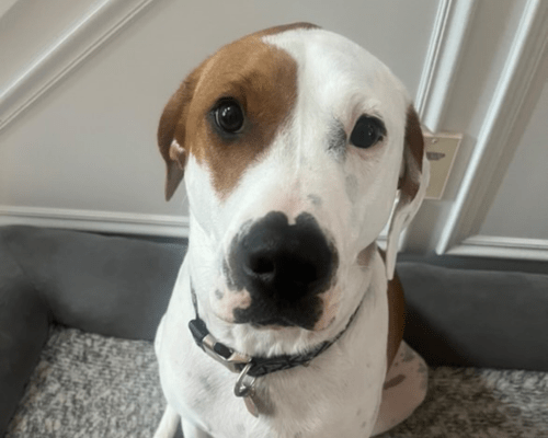 Iroh, a brown and white dog, sits on a dog bed following his participating in the Home for the Holidays foster program.
