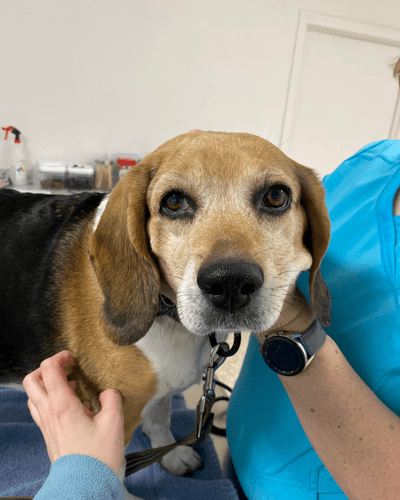 Luna receives pets from St. George Clinic staff. 