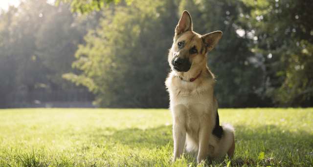 A dog sits on the grass outside with their head tilted. A microchip can help reunite guardians with a lost pet who has wandered off outdoors.