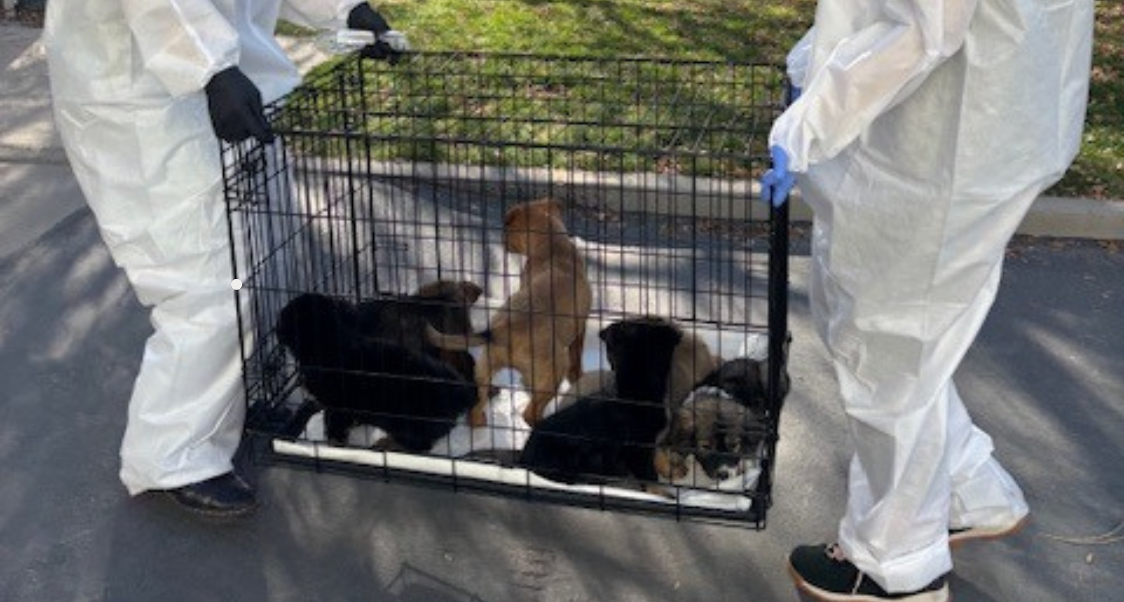 A Puppy Parvo Rescue Story With a Hopeful Ending: How 13 Puppies Survived and Found Homes