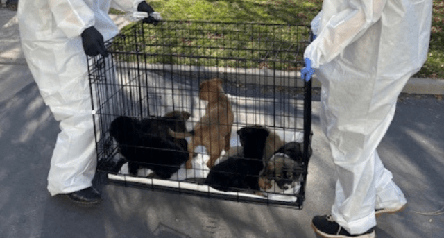 Two Humane Society of Utah staff members wearing protective suits carry a crate containing several puppies during a parvovirus rescue operation.