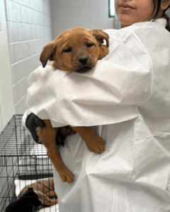 A Humane Society of Utah staff member wearing protective clothing holds a puppy receiving care in the parvovirus isolation ward.
